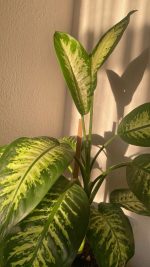 ⁦دفنبخيا فى اصيص دائري طوبي 35 س جاهز⁩ - الصورة ⁦3⁩