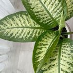 دفنبخيا فى اصيص دائري طوبي 35 س جاهز