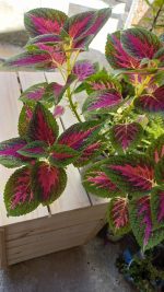 كاليوس  ( سجاد )