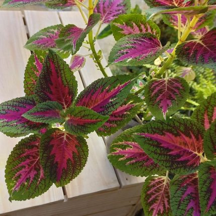 كاليوس  ( سجاد )