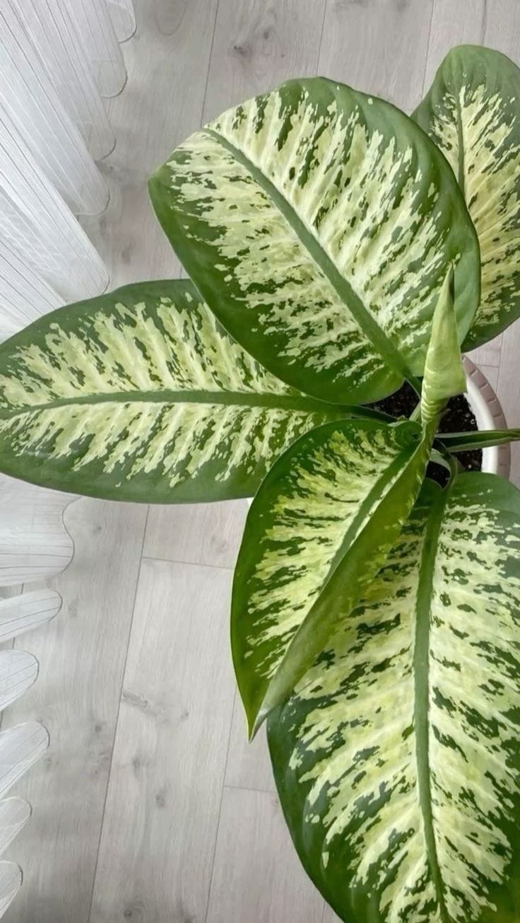 WhatsApp Image 2025-10-04 at 4.34.52 PM دفنبخيا فى اصيص دائري طوبي 35 س جاهز - الصورة 1