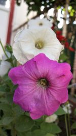 ⁦عرض الزهور غير العطرية⁩ - الصورة ⁦4⁩