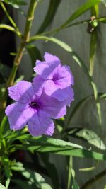 ⁦حوض مستطيل  50 سم زهور بيتونيا⁩ - الصورة ⁦4⁩