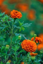 ⁦حوض مستطيل مقاس 50 سم زهور قطيفه⁩ - الصورة ⁦6⁩