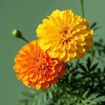 حوض مستطيل مقاس 50 سم زهور قطيفه