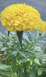 ⁦حوض مستطيل مقاس 50 سم زهور قطيفه⁩ - الصورة ⁦7⁩