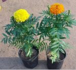 ⁦حوض مستطيل مقاس 50 سم زهور قطيفه⁩ - الصورة ⁦5⁩