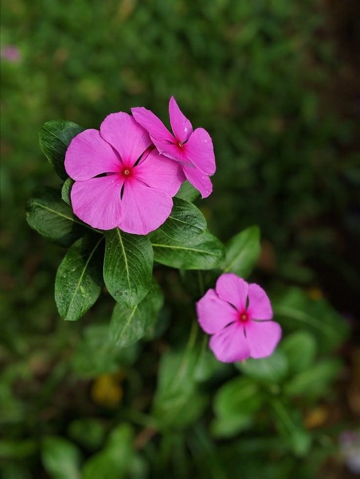 WhatsApp Image 2025-10-09 at 9.34.57 PM (1) عرض الزهور غير العطرية - الصورة 1