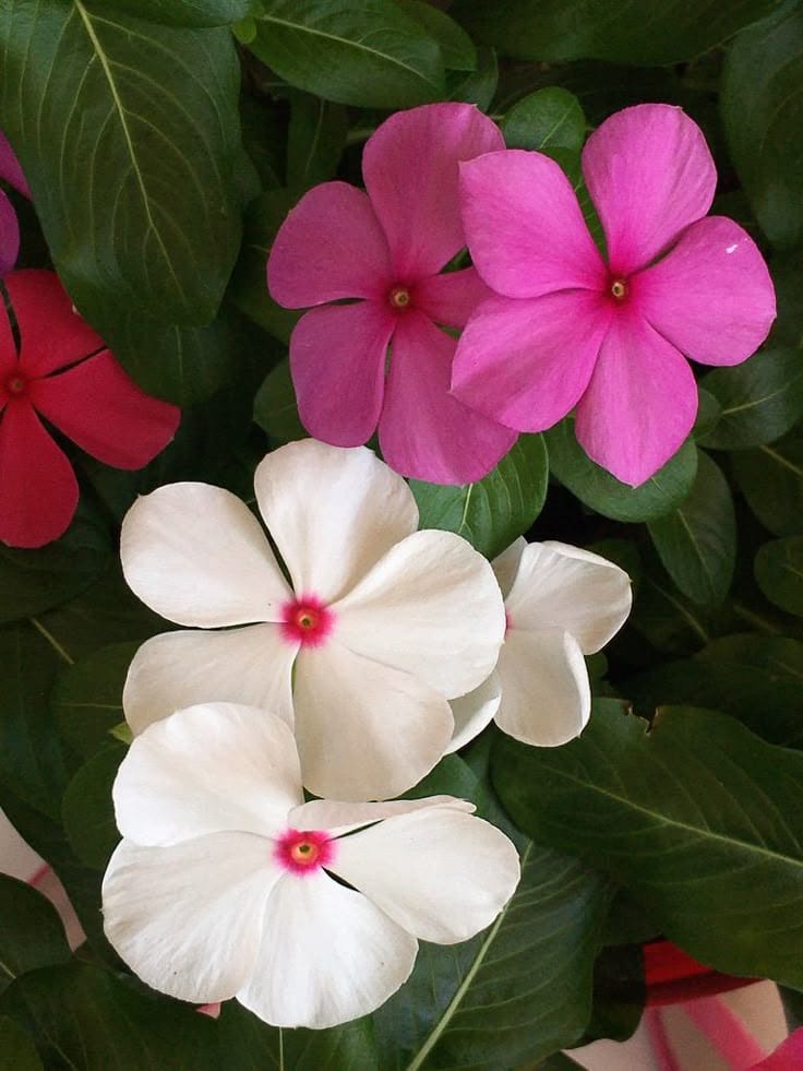 WhatsApp Image 2025-10-09 at 9.34.57 PM حوض مستطيل مقاس 50 سم زهور وينكا ألوان - الصورة 1