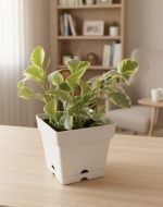 بيروميا مبرشقه فى اصيص مربع