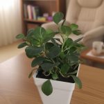 بيروميا خضراء فى اصيص مربع