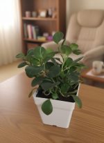 بيروميا خضراء فى اصيص مربع