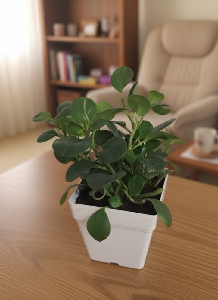 WhatsApp Image 2025-10-15 at 8.49.24 PM بيروميا خضراء فى اصيص مربع - الصورة 1