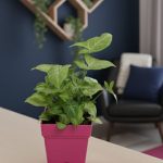 سنجونيوم فى اصيص مربع