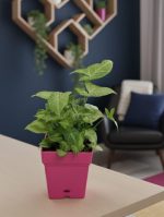 سنجونيوم فى اصيص مربع