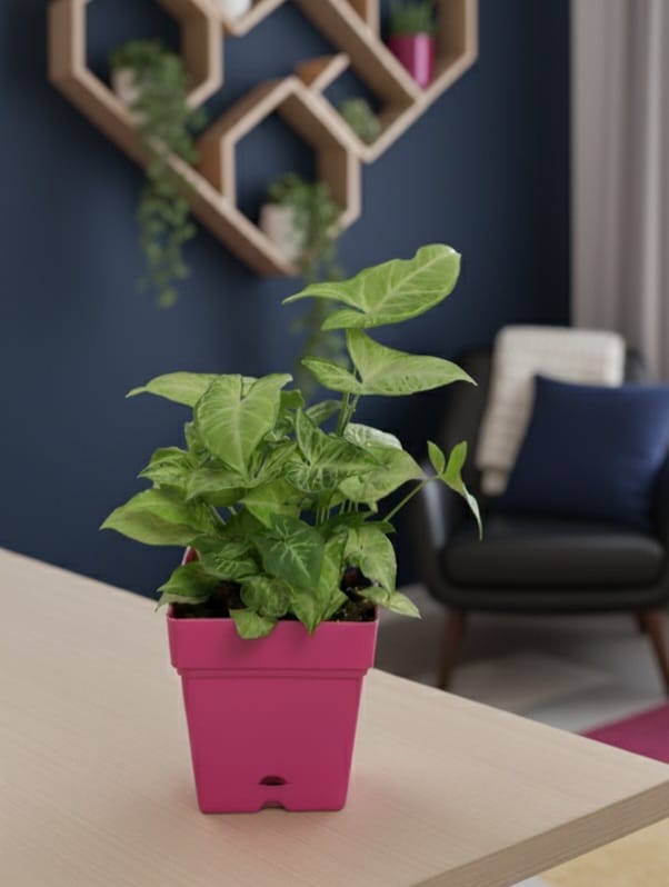 WhatsApp Image 2025-10-15 at 9.16.31 PM سنجونيوم فى اصيص مربع - الصورة 1