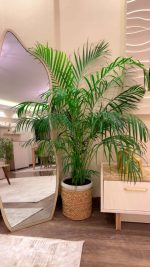 نخيل اريكا متر ونص