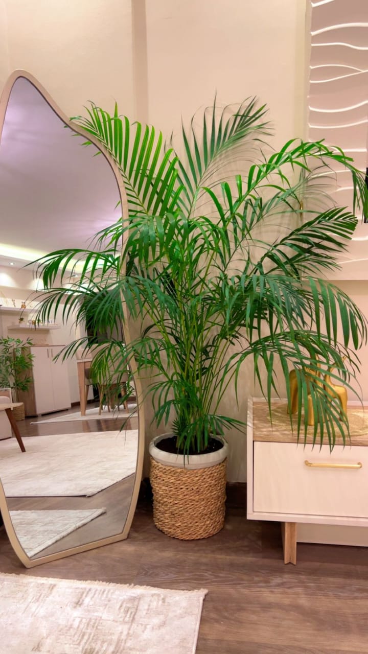 WhatsApp Image 2025-10-23 at 9.47.57 PM (1) نخيل اريكا متر ونص - الصورة 1