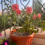 اصيص ورد بلدي مقاس 35 لون طوبي فقط