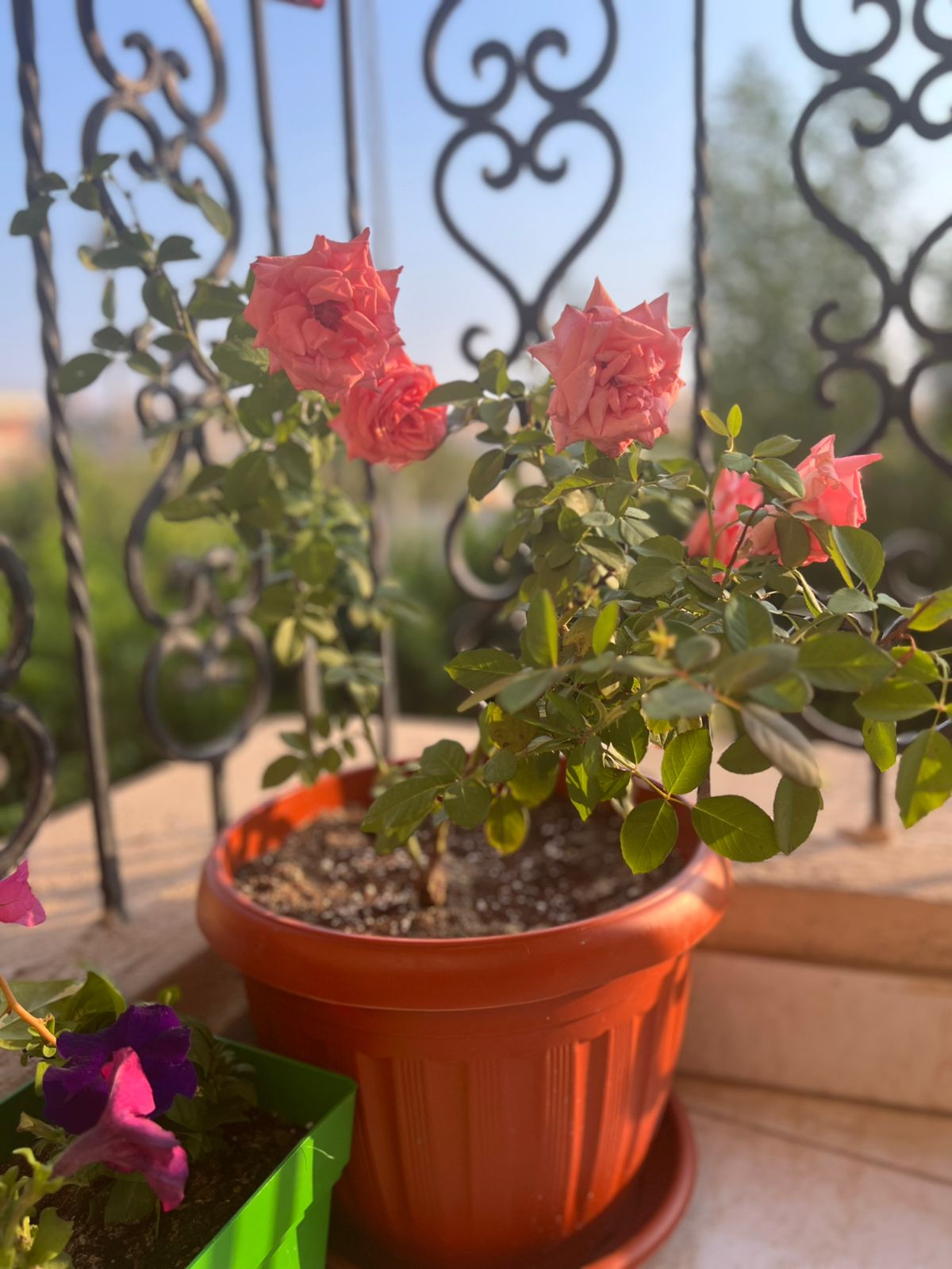 WhatsApp Image 2025-10-23 at 9.47.57 PM اصيص ورد بلدي مقاس 35 لون طوبي فقط - الصورة 1