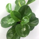 بيروميا - مشتل  اسكندرية