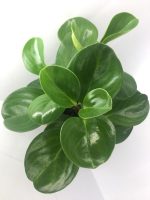 ⁦بيروميا خضراء فى اصيص مربع⁩ - الصورة ⁦3⁩