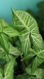 ⁦سنجونيوم فى اصيص مربع⁩ - الصورة ⁦2⁩