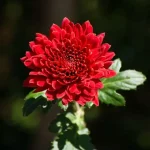 ارولا قائمة لون احمر