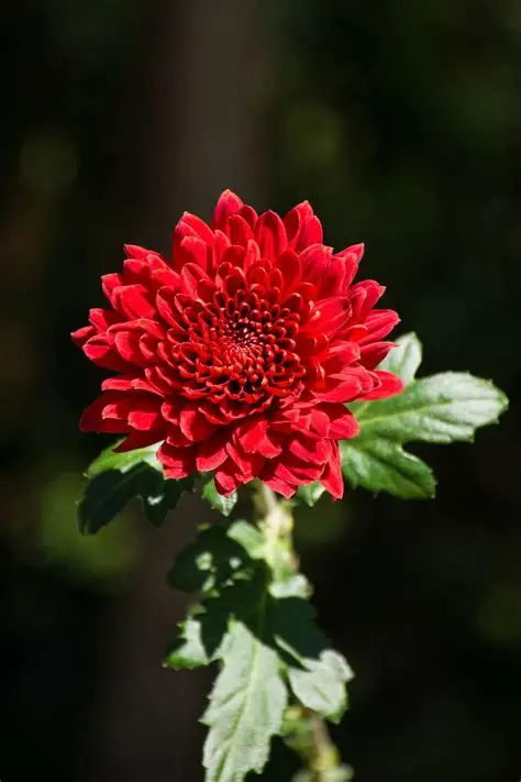 OIP (1) ارولا قائمة لون احمر - الصورة 1