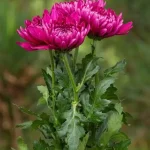 أرولا قائمة لون فوشيا