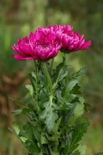 أرولا قائمة لون فوشيا