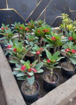 ⁦ايفوربيا دم الغزال⁩ - الصورة ⁦2⁩