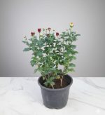 ⁦أرولا قائمة لون فوشيا⁩ - الصورة ⁦2⁩