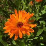 أرولا قائمة لون اورنج