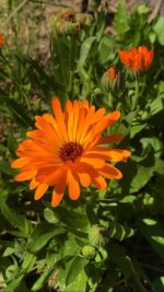 أرولا قائمة لون اورنج