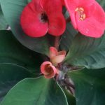 ايفوربيا دم الغزال