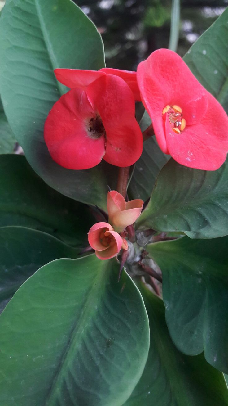 WhatsApp Image 2025-11-15 at 11.09.39 PM (1) ايفوربيا دم الغزال - الصورة 1