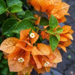 جهنميه متسلقه استيك لون اورنج