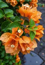 جهنميه متسلقه استيك لون اورنج