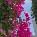 جهنميه متسلقه استيك لون فوشيا