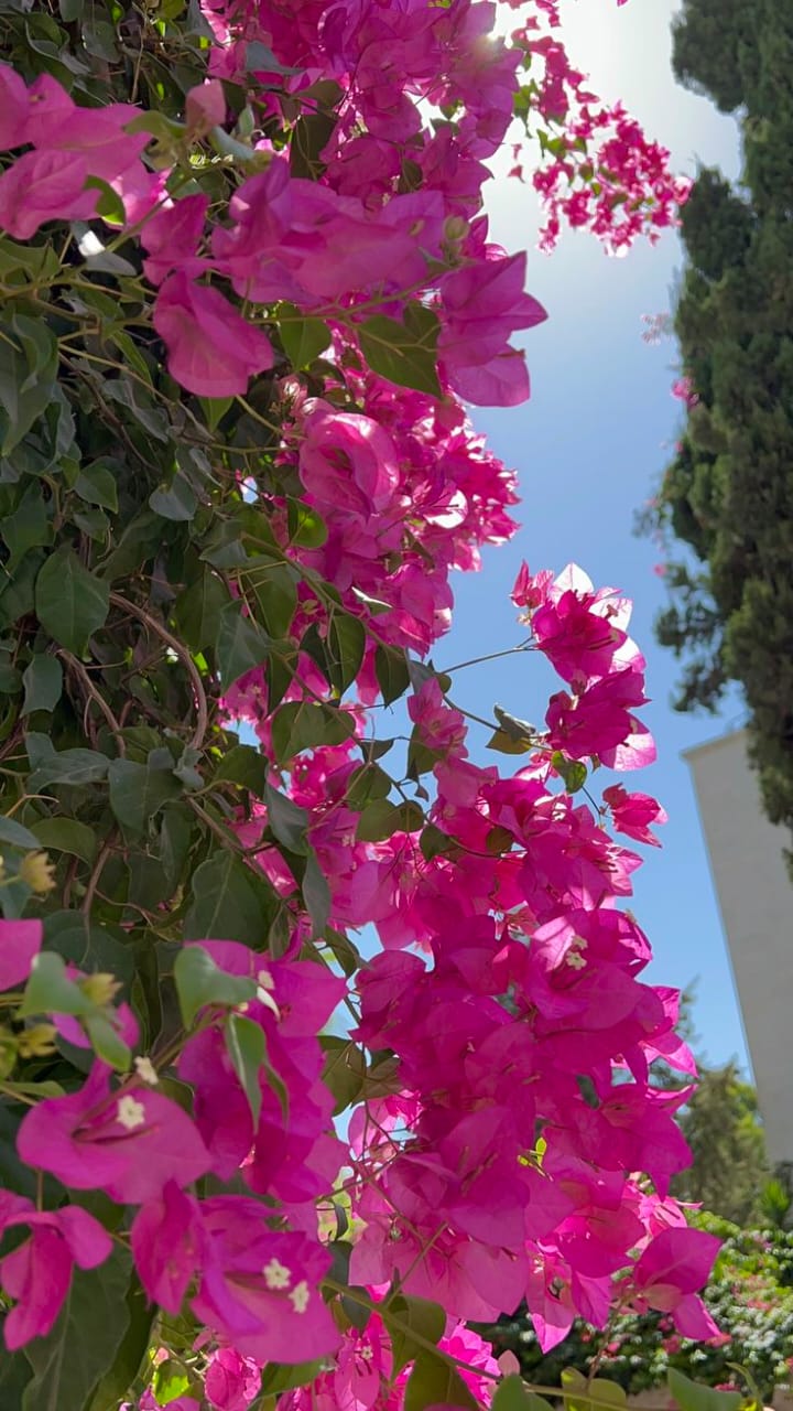 WhatsApp Image 2025-11-15 at 11.09.40 PM جهنميه متسلقه استيك لون فوشيا - الصورة 1