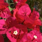 جهنميه متسلقه استيك لون احمر