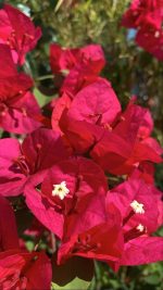 جهنميه متسلقه استيك لون احمر