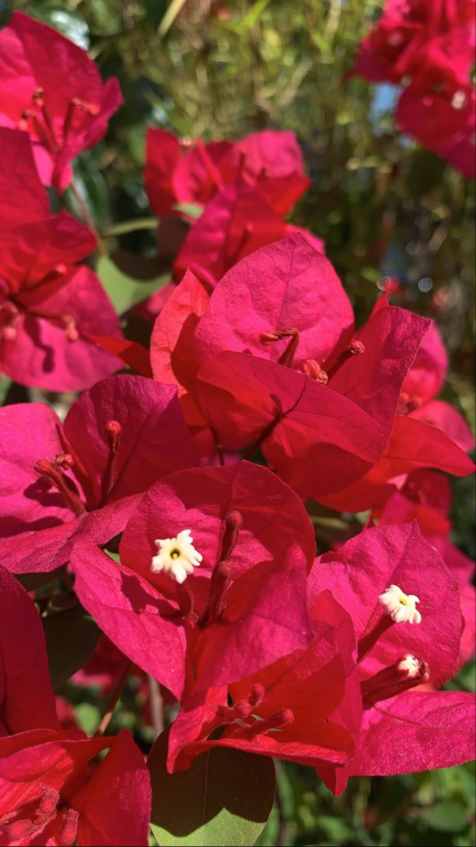 WhatsApp Image 2025-11-15 at 11.11.26 PM جهنميه متسلقه استيك لون احمر - الصورة 1