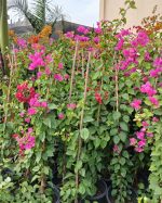 ⁦جهنميه متسلقه استيك لون اورنج⁩ - الصورة ⁦2⁩