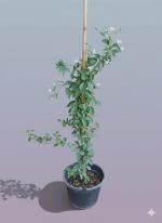 ⁦ياسمين اسطنبولي استيك⁩ - الصورة ⁦2⁩