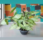 ⁦عرض نباتات الضل ( عروض الجمعه الخضراء )⁩ - الصورة ⁦2⁩