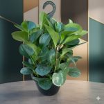 ⁦عرض نباتات الضل ( عروض الجمعه الخضراء )⁩ - الصورة ⁦3⁩