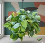 عرض نباتات الضل ( عروض الجمعه الخضراء )