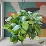 عرض نباتات الضل ( عروض الجمعه الخضراء )